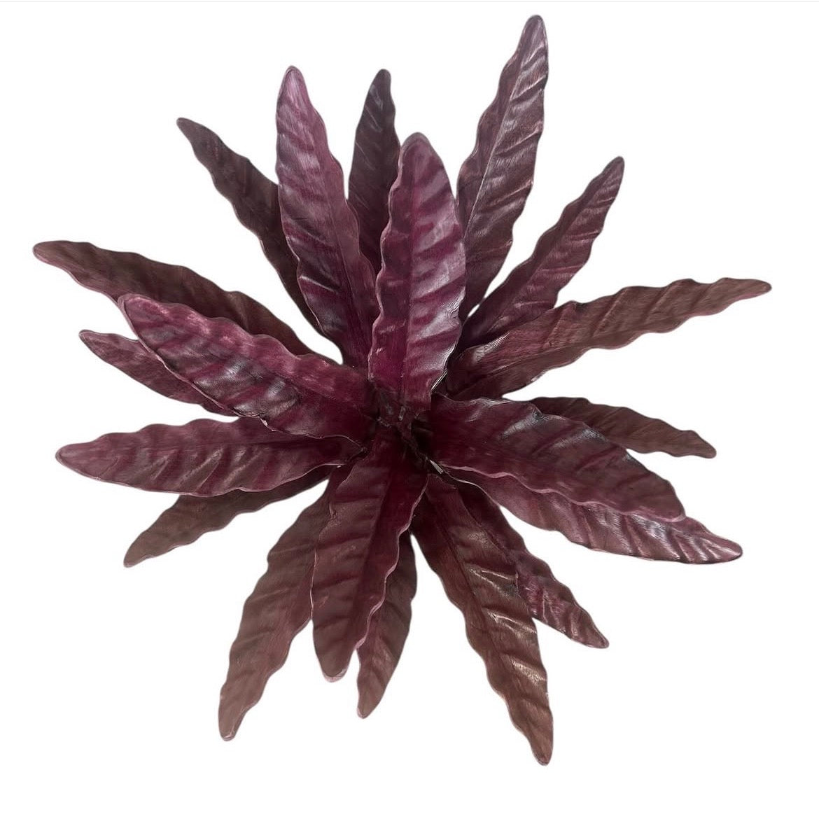 Hardwood Calathea